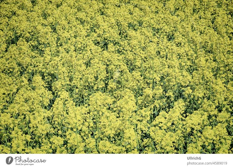 Rape field in bloom Canola Canola field Yellow Blossom blossom Agriculture Spring extension Plant oil plant Plant production Oilseed rape oil Nature Biological