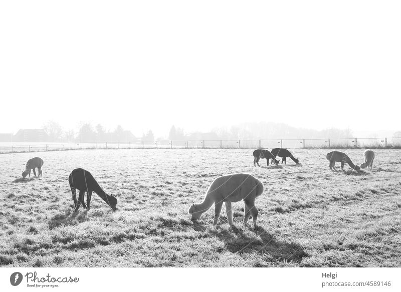 several alpacas grazing on a frosty meadow in the morning sun, black and white photo animals Alpacas Meadow Morning Cold chill Winter Winter morning Sunlight
