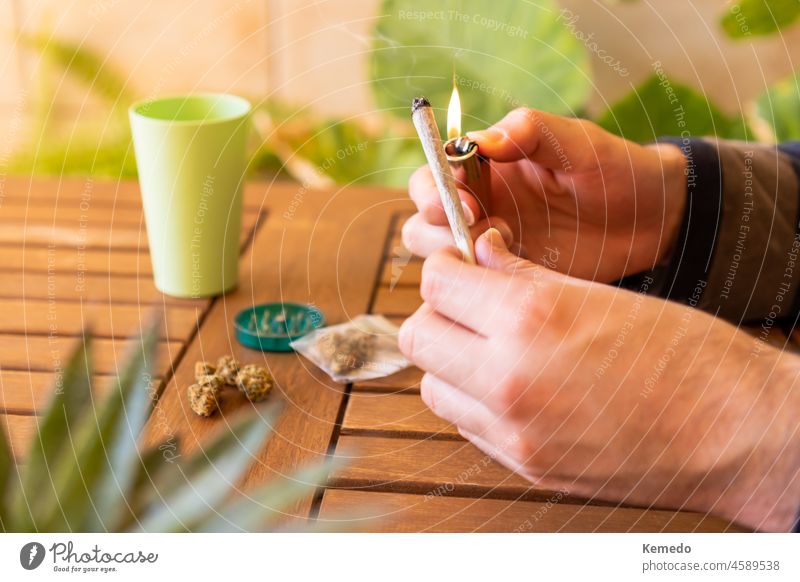 Man lighting cannabis joint on a table with marijuana buds and plants, copy space left. weed smoke person lit lighter cigarette pot man adult fire natural