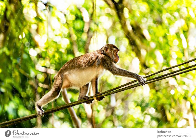 filigree | rope dancer Cables balance macaques Environmental protection Asia Sunlight Animal protection Vacation & Travel Far-off places Bako National Park