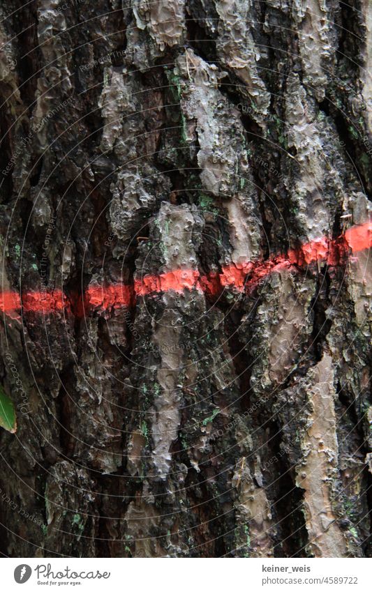 Tree bark marked with red paint for logging Logging Wood dash Red precipitation tree felling forest Forestry lumber Coniferous trees trunk Nature Tree trunk