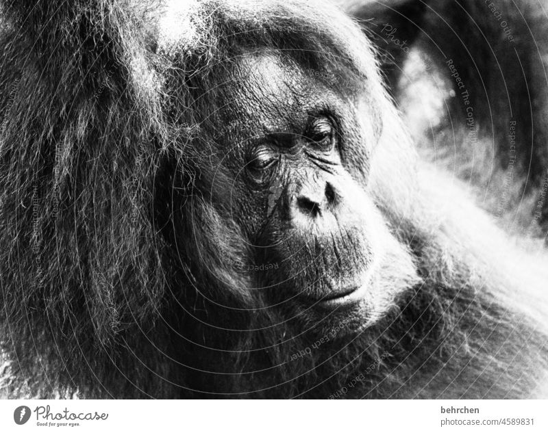wrinkled | when life draws Wanderlust Black & white photo Force Love of animals Tourism Trip Vacation & Travel Hope Adventure Far-off places Freedom Nature