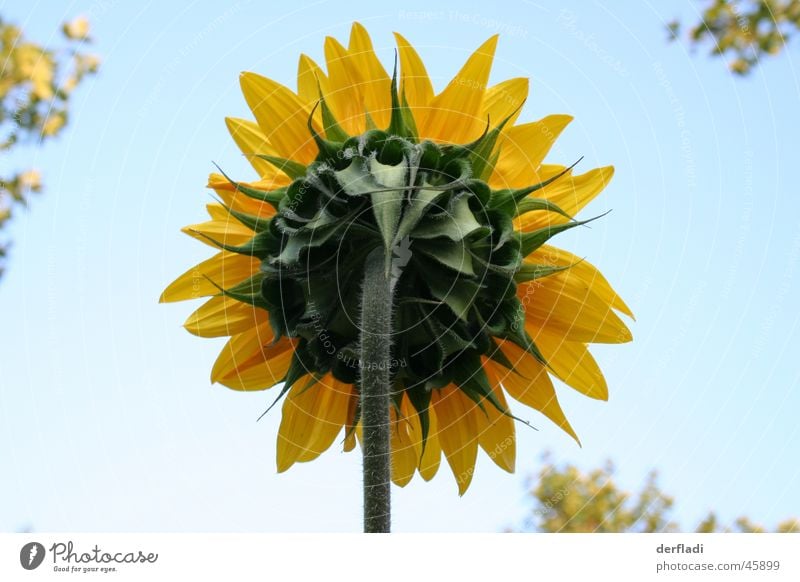 Sunflower with a difference Flower Leaf sunflower Backwards by