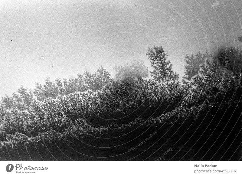 Formation on disc Analog Analogue photo B/W black-and-white Black & white photo Slice Ice Pattern