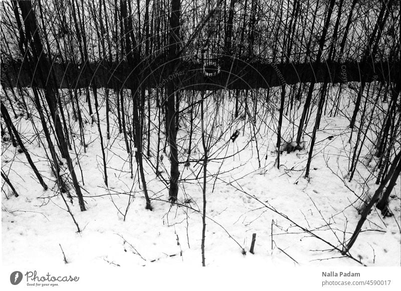 pollution of the environment Analog Analogue photo B/W black-and-white Black & white photo trees Forest Snow Winter Tire Body of water lines perpendicular