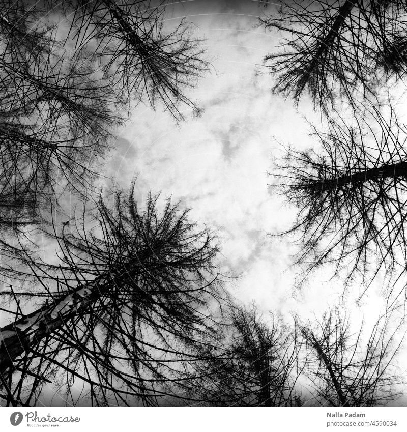 Forest condition diagram Analog Analogue photo B/W black-and-white Black & white photo Tree Clouds bleak Forest death Death Exterior shot Deserted Nature