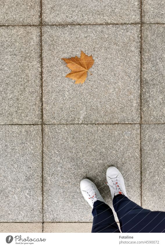 The autumn colored leaf of a plane tree showed my uniformed legs and feet the right way. Leaf Autumnal Autumn leaves Sycamore stone tiles Stone Square square