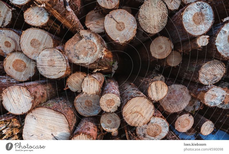 Close up of fresh cut timber wood piled up in frozen forest chopped forestry tree stack pattern trunk winter texture nature material firewood energy frost icy