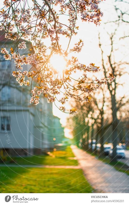 Springtime in city with sunset, cherry blossom and blurred background with houses. Front view. springtime beautiful city street front view landscape natural