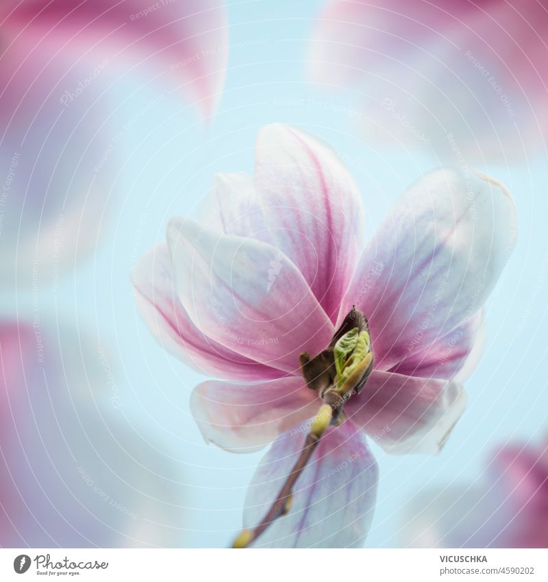 Close up of white and pink magnolia flowers bloom at blurred nature background. Bottom view. Outdoor outdoor close up floral bottom view beautiful blooming