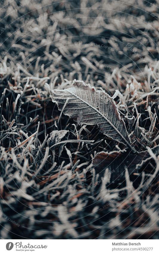 A leaf in the frost Leaf Rachis Leaf green Ice Frost chill Nature Cold Frozen Winter Hoar frost Exterior shot Plant