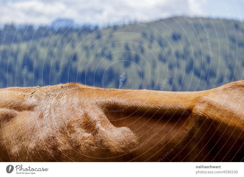 landscape Landscape Land Feature cow's back Back Patch brown stains Mammal Cozy Willow tree Alps Pelt Cow Blue sky Summer Pattern Close-up Exterior shot
