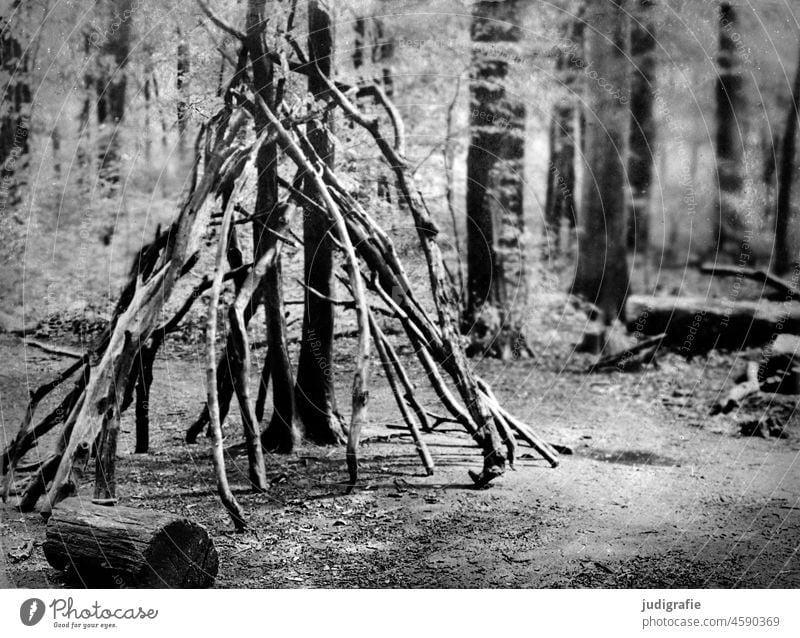in the wood Forest Branch branches Branches and twigs Woodground Nature Tree Twigs and branches Tree trunk Light foliage Landscape Tee Pee harbor Build