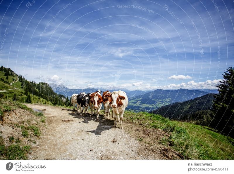 They're coming. cows Cows in the pasture Exterior shot Colour photo Highlands Beginning Idyll Tradition Austria Peaceful Curiosity Together Communicate Looking