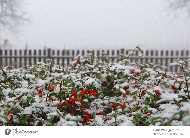 Snowy shrub with green leaves and red fruits on a picket fence in winter Winter Garden Garden fence foliage Cold cold season Red Green snowy Colour photo pretty