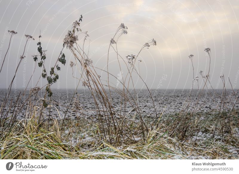 Snow and frost covered field with grass and plant stalks in foreground under cloudy winter sky Winter winter landscape Field acre Weed Grass field edge Feldrain