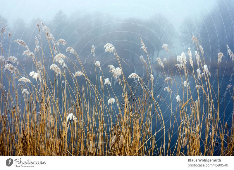 Snow and frost on reeds on a frozen pond on a gloomy pre-Christmas day Winter winter winter landscape Snowscape Mature Cold cold season Frost Common Reed