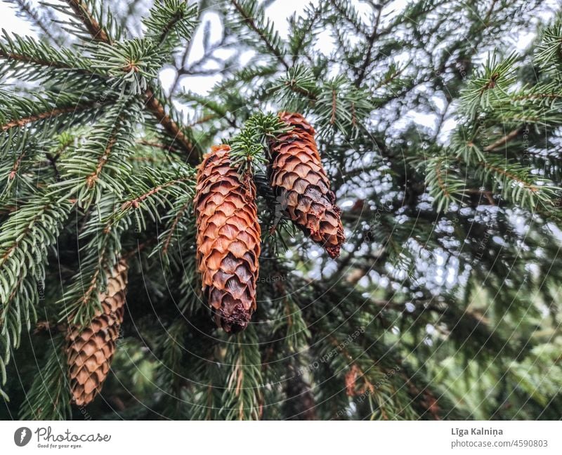 Pine cones in tree Cone Tree Nature Close-up Brown Plant Wood Autumn Natural Seasons Environment background Deserted Forest Colour photo Evergreen Winter fir