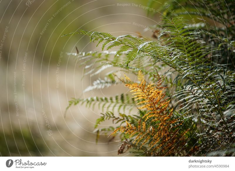 Leaves of a plant, fern in detail with green and browning leaves in late summer and soft background Nature Landscape Environment Shadow Day Multicoloured