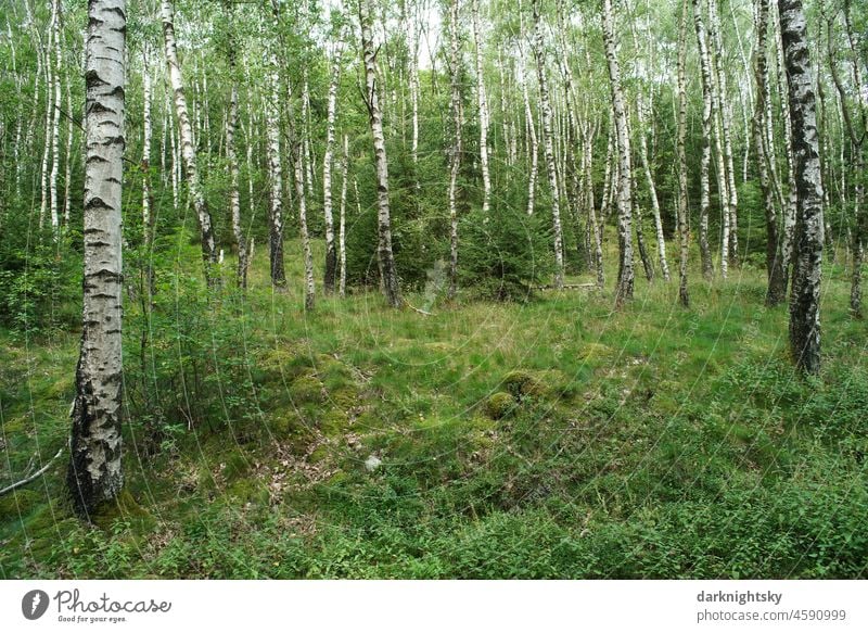 Birch forest in summer with green leaves, grasses and shrubs covering the ground. Light grove of a coppice forest birches betula pendula Exterior shot Tree