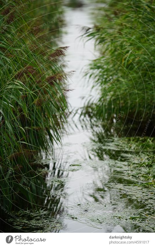 Water filled ditch with reed grass, reed cane grasses in the manner of a telephoto as an example of the beauty of nature in its colours and forms