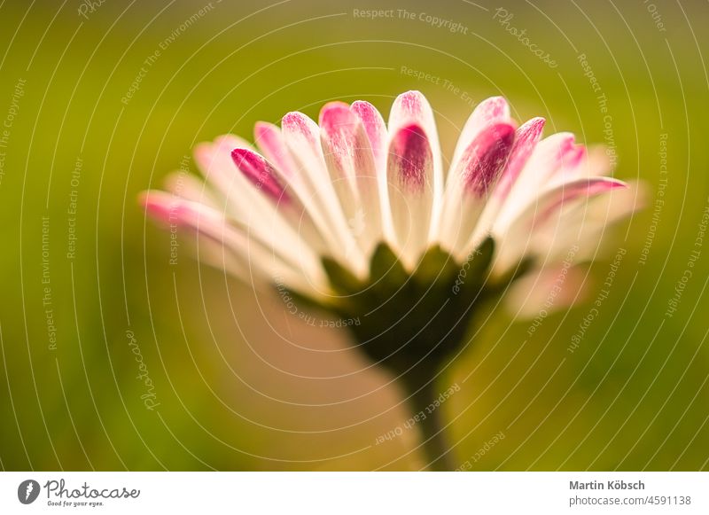 Daisy with beautiful bokeh on a meadow White Pink Red Flower flora fauna flower Nature plants Botany Beauty & Beauty pretty Landscape blossom come into bloom