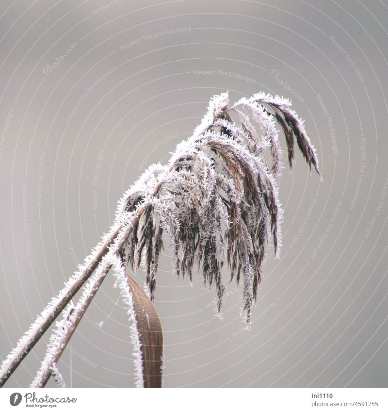 Fruits of the reed covered with hoar frost Winter grey sky Frost Hoar frost ice crystals Plant shore plant Pond plant Common Reed Phragmites australis