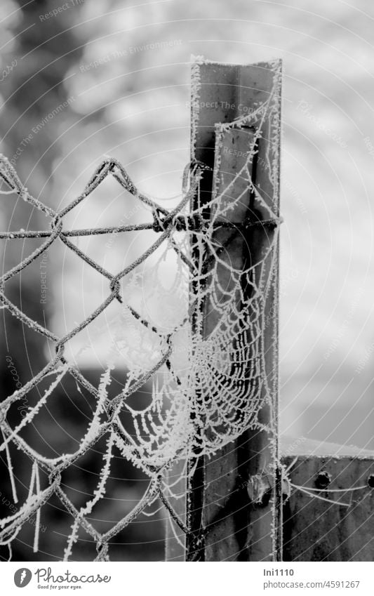 Hoarfrost on wire mesh fence with spider web Winter Frost Spider's web Hoar frost ice crystals Fence Fence post Wire netting Wire netting fence metal screw