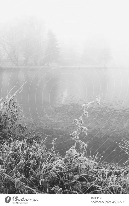 dense fog at the lake in the foreground plants covered with hoarfrost Winter Experiencing nature Mystic Mysterious foggy Misty atmosphere cloudy weather Water
