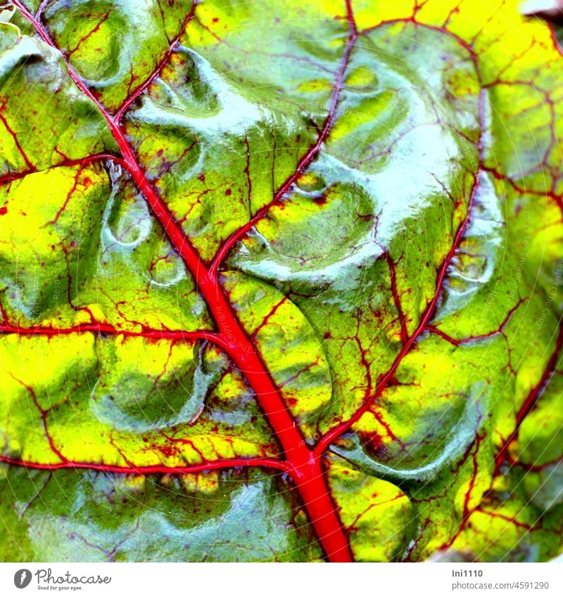 Chard leaf with red veins Agriculture Vegetable Food Mangold salubriously leafy vegetables Leaf Close-up leaf structure Colour Red Green Yellow Glittering