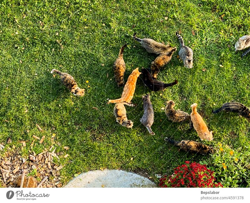 Top view of many cats in the garden pet animal group lawn outside playful together funny sitting care home portrait white cute grass green nature spring summer