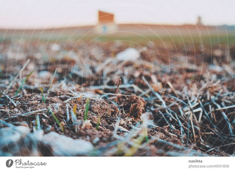Abandoned agriculture land near a storage building soil earth abandoned environment sprouts wheat warm autumn fall close close up details stones straw rural