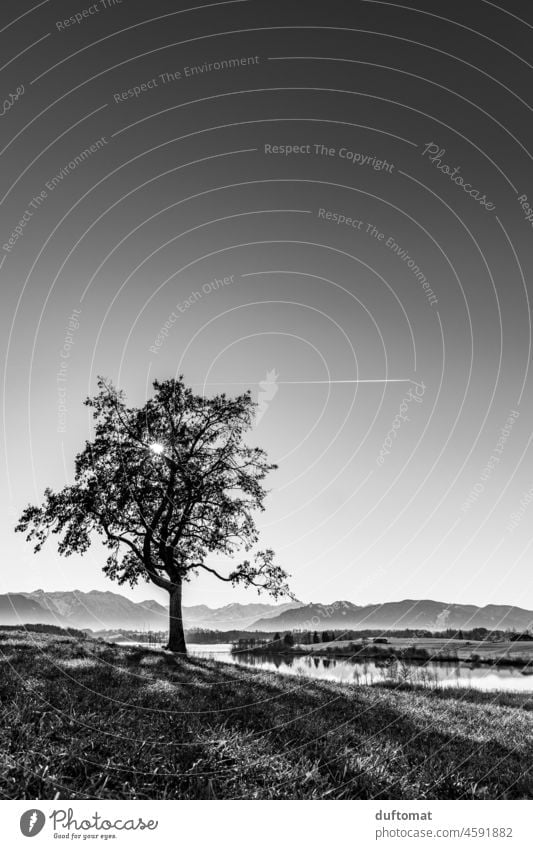 Black and white picture of a tree in landscape with lake towards mountains Tree hilltop Lonely Nature naturally Landscape Exterior shot Deserted Loneliness Calm