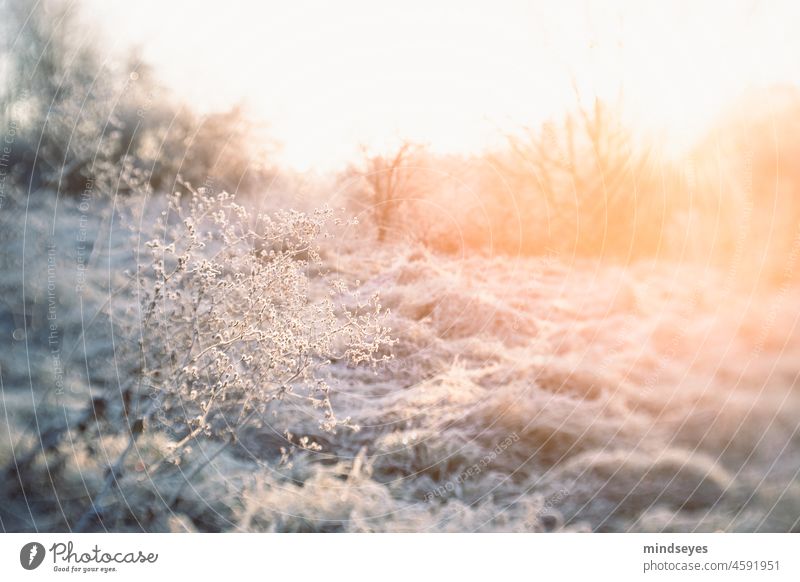 Hoarfrost and winter sun hoar frost Winter Winter morning Winter sun lensbaby Snow Sunbeam Winter magic Landscape Cold sunny rays pure nature Nature
