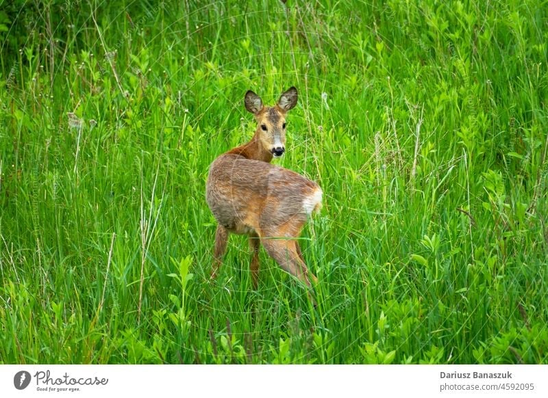 Young roe deer on the meadow female wild animal young mammal grass nature brown wildlife standing fur cute fauna field forest outdoor summer looking green