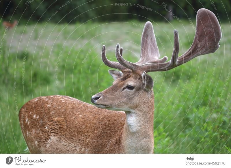 Fallow deer in a game preserve Animal fallow deer Game reserve Meadow Animal portrait antlers View to the side Summer Exterior shot Colour photo Deserted