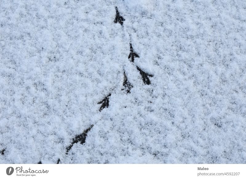 Bird tracks in the winter on fresh snow cold white season bird footprint background nature path pattern step trace frost outdoor footstep texture walk frozen