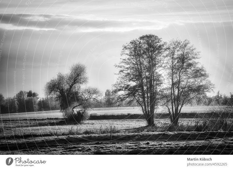 Meadows and trees with fog in Brandenburg. Shown in black and white. landscape nature contrast travel texture sky mystical picturesque deceptive tourism forest
