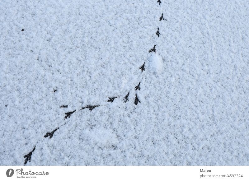 Bird tracks in the winter on fresh snow cold white season bird footprint background nature path pattern step trace frost outdoor footstep texture walk frozen