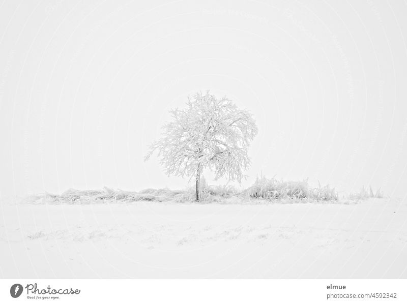 snow-covered field with a single snow-covered tree / winter / climate Winter Feldrain Snow Minus degrees off the beaten track White Monochrome snowy Frost