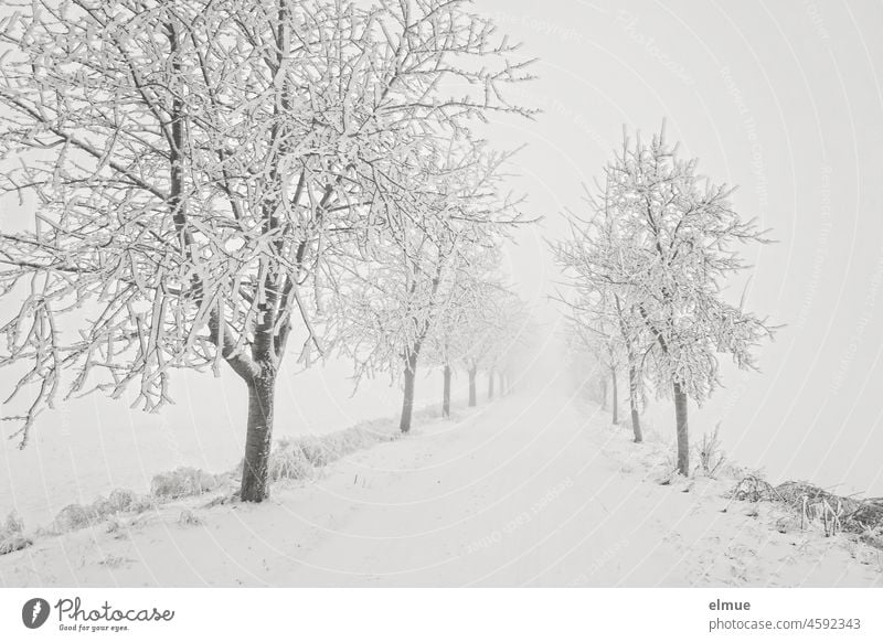 snow-covered field path with snow-covered fruit trees / winter / climate Winter Snow off the beaten track White Monochrome Fruit trees deciduous trees snowy