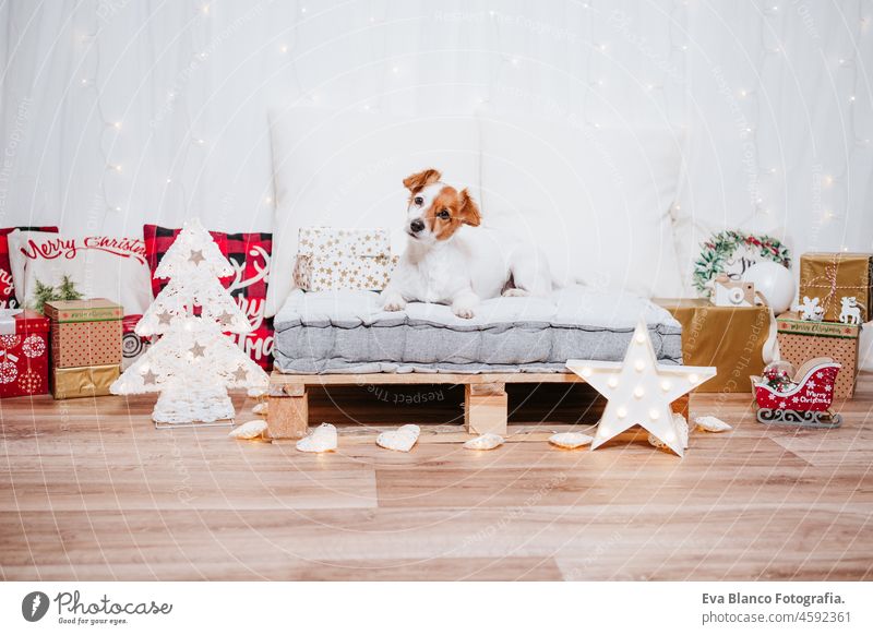 cute jack russell dog sitting on comfortable cushion over christmas decoration at home or studio. Christmas time, december, white background with lights