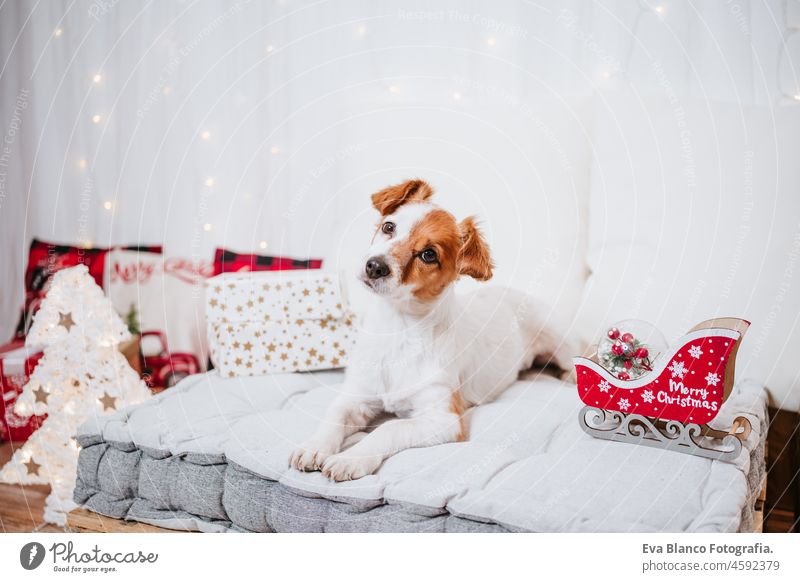 beautiful portrait of jack russell dog sitting on comfortable cushion over christmas decoration at home or studio. Christmas time, december, white background with lights