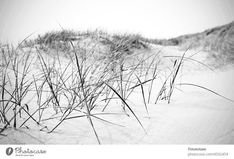 Sand, dunes and straws Marram grass stalks Tracks Sky Denmark Vacation & Travel North Sea Nature Deserted Day