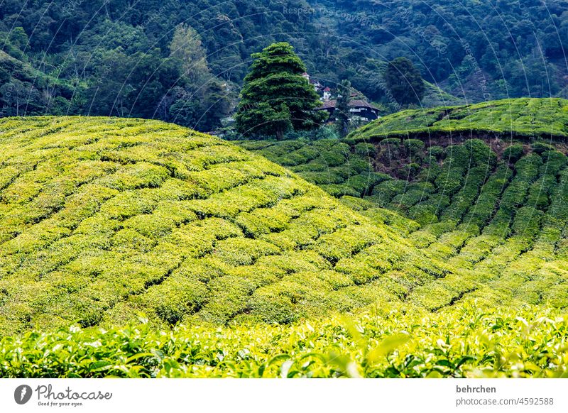 green green tea tea Gorgeous Vacation & Travel Tourism Trip Adventure Tree Plant Landscape Nature Environment Freedom Far-off places Leaf Agricultural crop