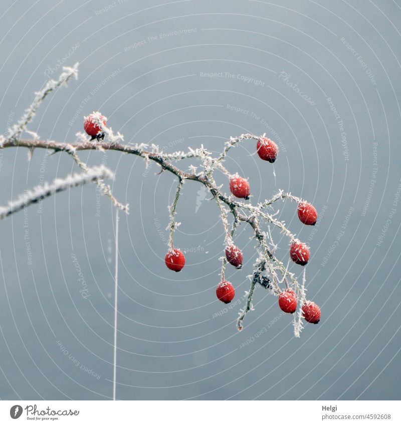 small branch with red rose hips, spinning thread and hoarfrost in fog Twig Rose hip Hoar frost ice crystals chill Winter Frost Cold Fog December Frozen Freeze