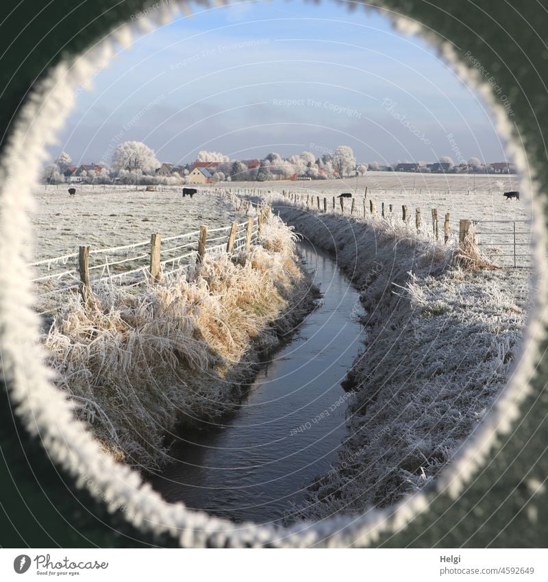 ice cold view - wintry idyll in the countryside with brook, meadows, fence and cattle, all covered with hoarfrost chill Hoar frost Landscape Nature Brook Meadow