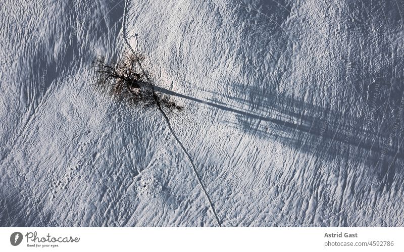 Aerial view with a drone of a single tree in winter in the snow Aerial photograph drone photo Tree Winter Snow Light Shadow Sun Drop shadow snow-covered Tracks