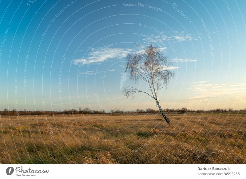 Lonely birch in a meadow and the blue sky tree grass lonely nature environment cloud horizon outdoor season beautiful day landscape beauty wood autumn