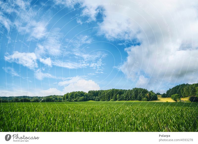 Green crops on afield in the summer view outdoors grow vegetation heavens grassland lea plain clear cloudy cloudscape scenic natural background sun nobody day